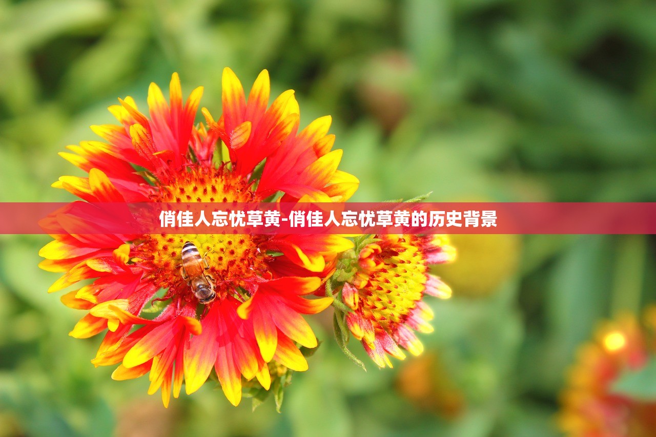俏佳人忘憂草黃-俏佳人忘憂草黃的歷史背景